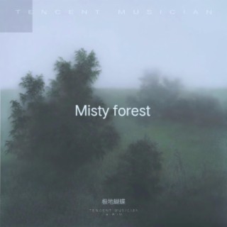 Misty forest