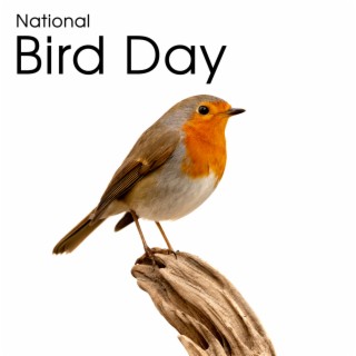 National Bird Day – New Age Instrumental Music (Bird Sings & Nature Sounds To Deep Relax & Take Mind Off Thing)