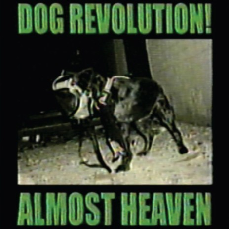 DOG REVOLUTION!