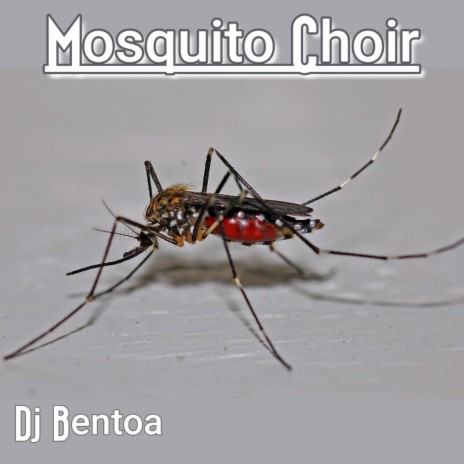 Mosquito Choir