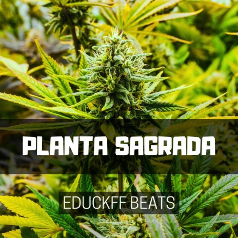 Planta Sagrada | Boomplay Music