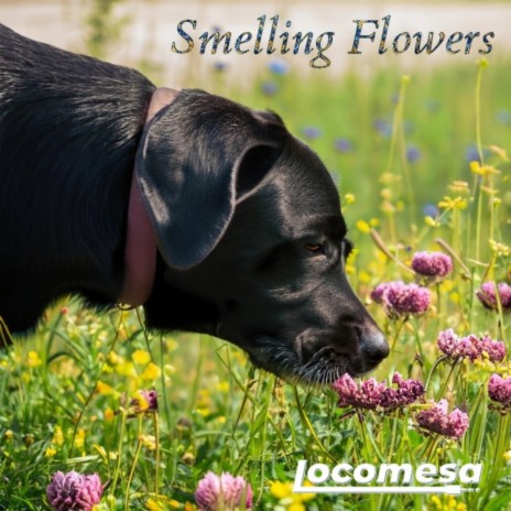 Smelling Flowers | Boomplay Music