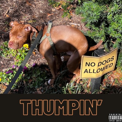 Thumpin' | Boomplay Music