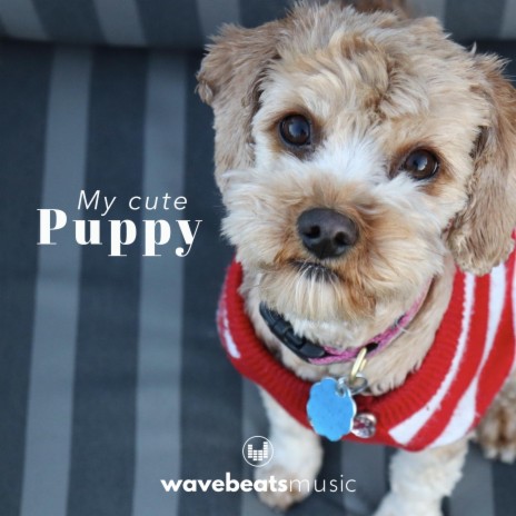 My Cute Puppy | Boomplay Music