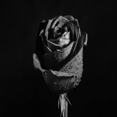 Dark Roses