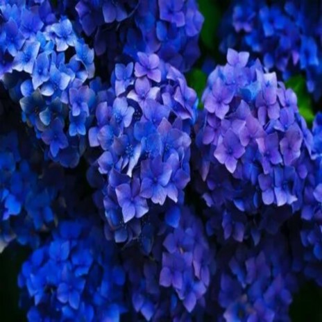 Blue Flower | Boomplay Music