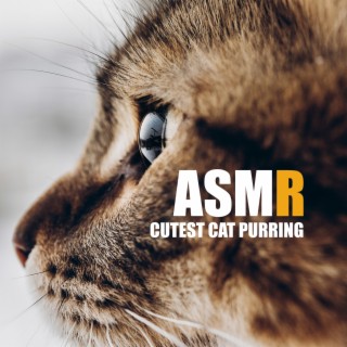 ASMR: Cutest Cat Purring