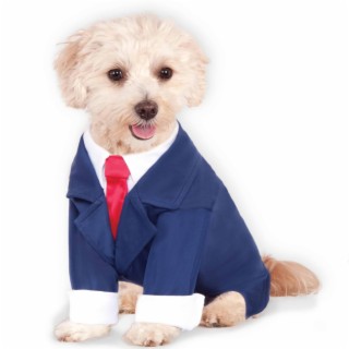 Dog Wearing Suit (as advertised)