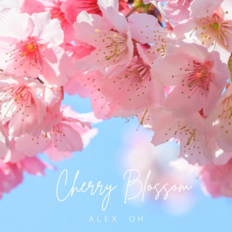 Cherry Blossom