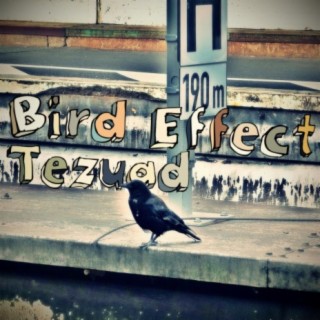 Bird Effect