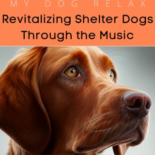 Revitalizing Shelter Dogs Through the Music