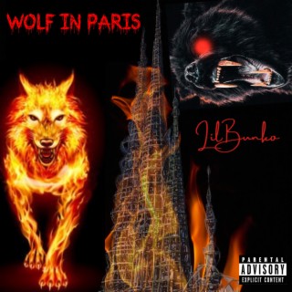 Wolf In Paris