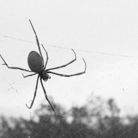 SPIDERS | Boomplay Music