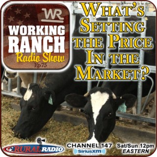 Ep 75: What Type of Cattle Are Setting the Price In The Market