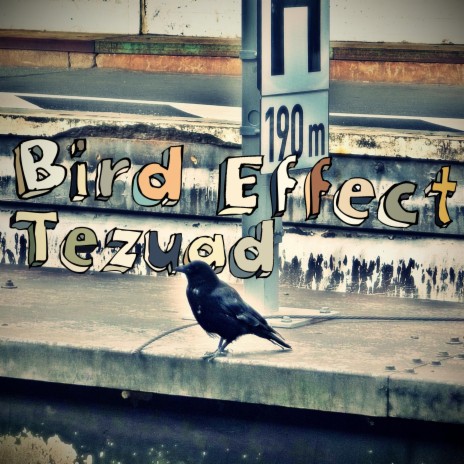 Bird Effect | Boomplay Music