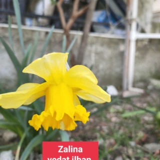 Zalina The Moon