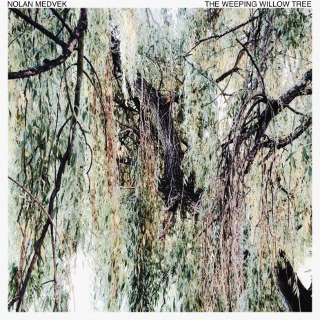 The Weeping Willow Tree | Boomplay Music