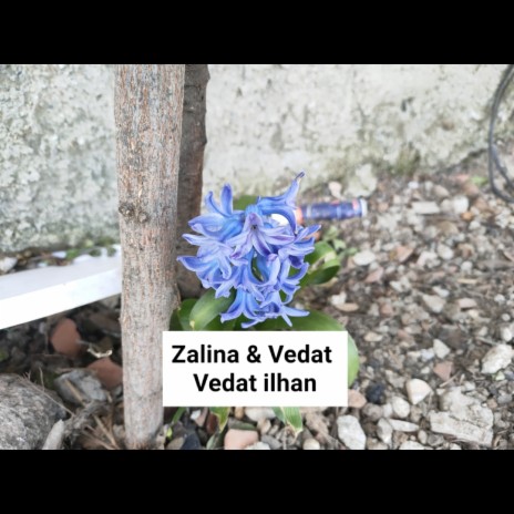 Zalina Vedat ilhan | Boomplay Music