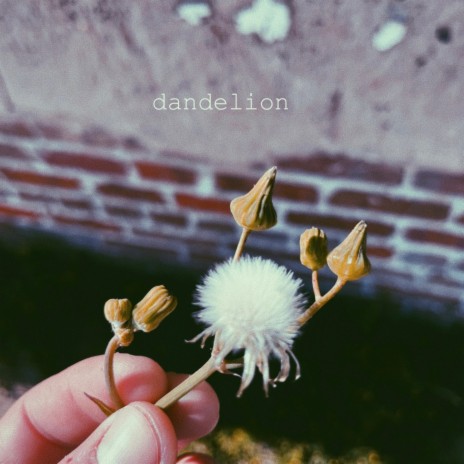 Dandelion (acoustic demo)