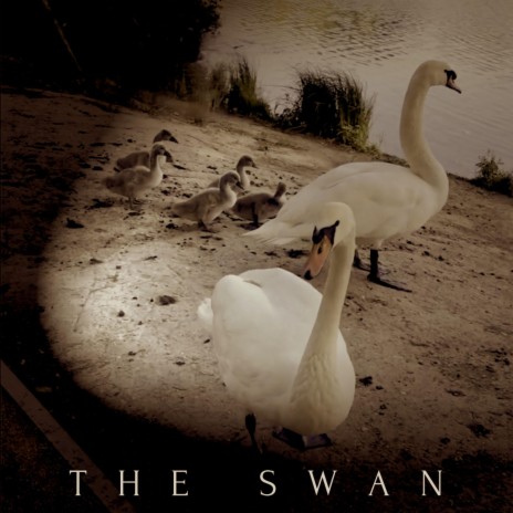 The Swan | Boomplay Music