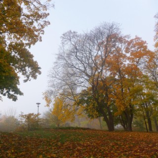Sodermalm In Autumn