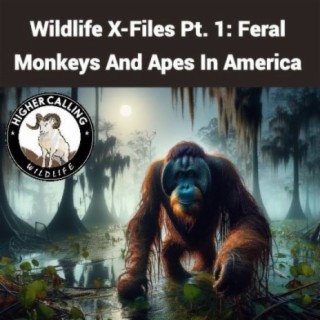 Wildlife X-Files Pt. 1: Feral Monkeys and Apes In America