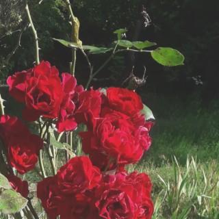 trandafiri
