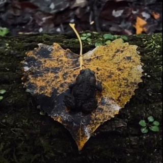 Heart Shaped Leaf