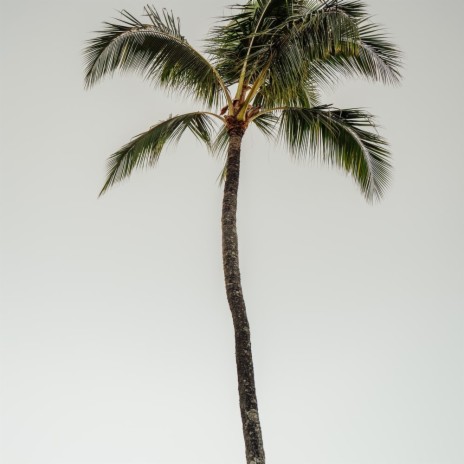 Palm Paradise | Boomplay Music