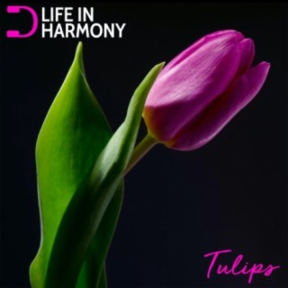 Life In Harmony: Tulips