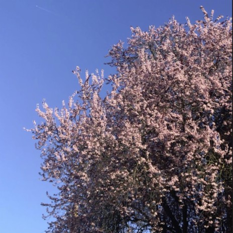 cherry blossom | Boomplay Music