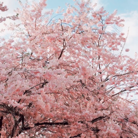 Petalos Sakura | Boomplay Music