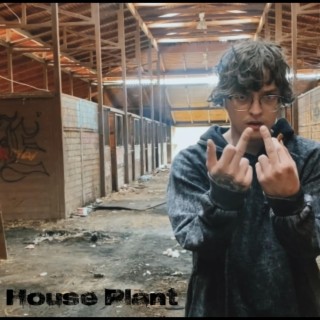 House Plant