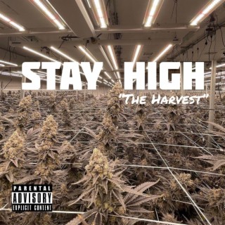 Stay High The Harvest