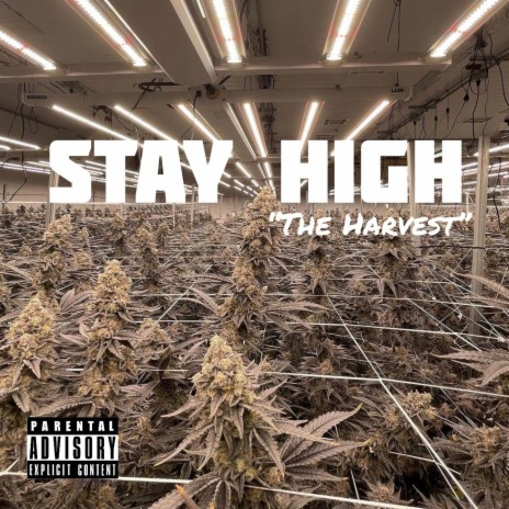 I Stay High