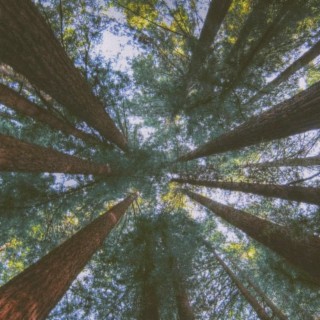 Redwoods ft. Eleanor Kingston lyrics | Boomplay Music