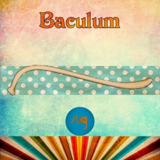 Baculum