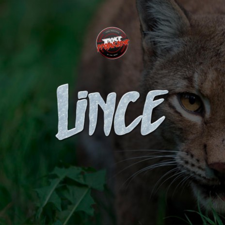 Lince | Boomplay Music