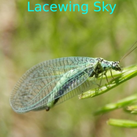 Lacewing Sky | Boomplay Music