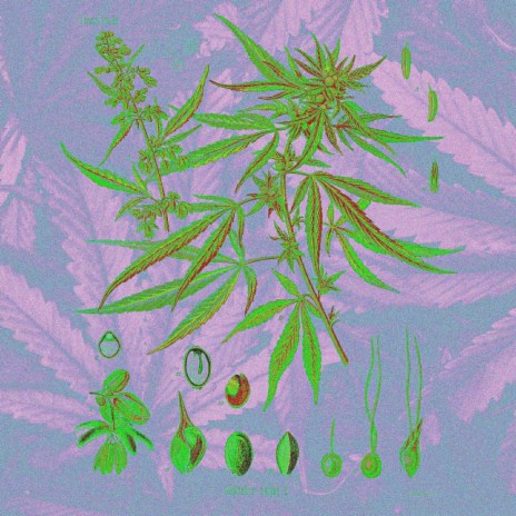 MARY JANE (ICY STRAINS) | Boomplay Music