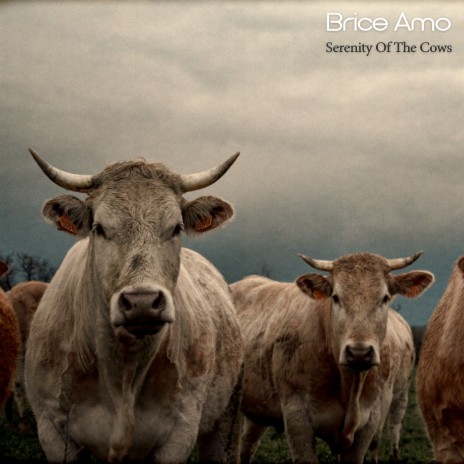 Serenity of the Cows | Boomplay Music