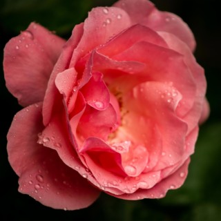 Dew (Kissed Petals)