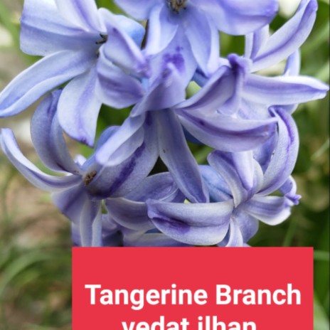 Tangerine Branch | Boomplay Music