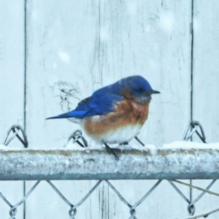 Bluebird