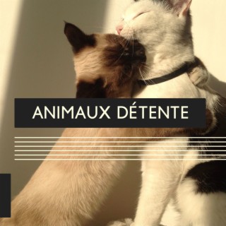 Animaux Détente: Musique apaisante pour chiens et chats