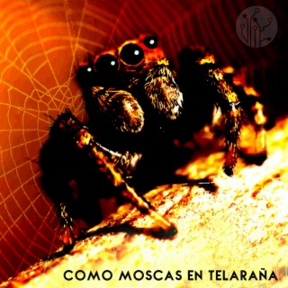 Como Moscas En Telaraña