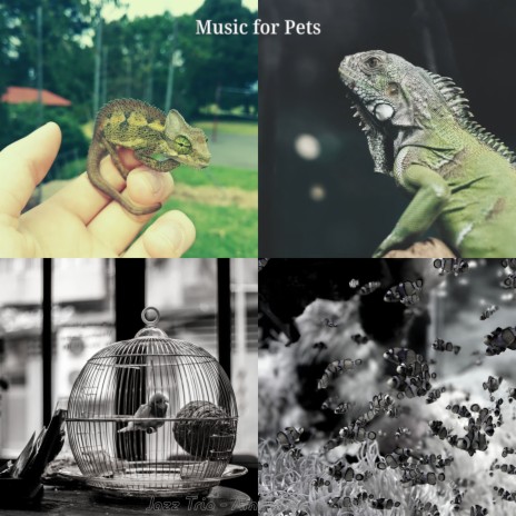 Carefree Ambience for Pets | Boomplay Music