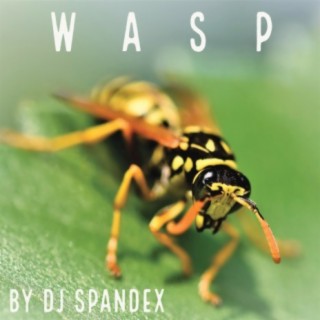 Wasp