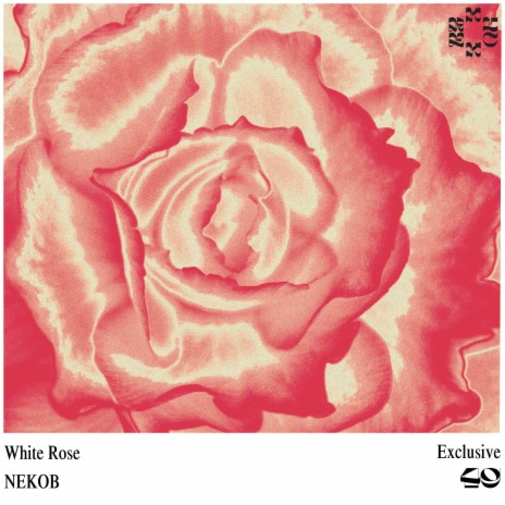 White Rose | Boomplay Music