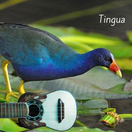 Tingua | Boomplay Music